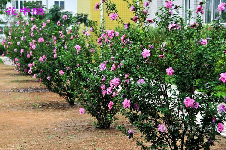 花中酷 林木种子 木槿花树种子花种子四季种易活室外阳台庭院易种盆栽